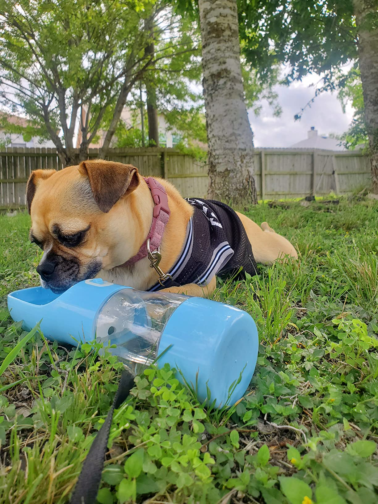 Fetchwise Dog Water Bottle Dispenser - Leak Proof for Pets on the Go with Food Container Multifunctional Travel Dog Water Bottle (Pink)