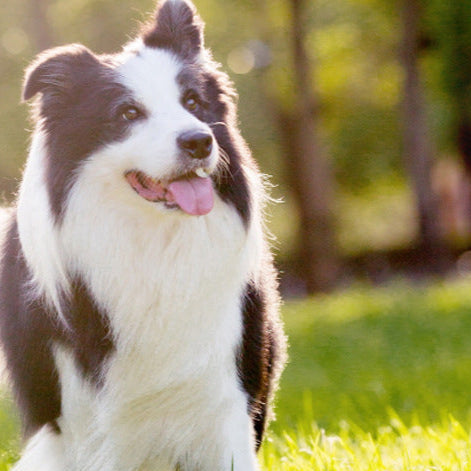 Fetchwise FetchFountain Outdoor Pet Bottle